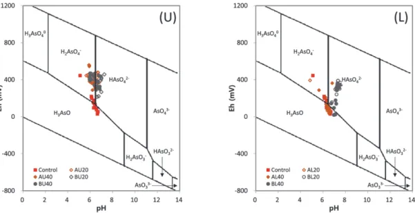 Fig. 4. The species of As in soil solution ((U) upper layer, clean soil cover; (L) lower layer, contaminated or stabilized layer).