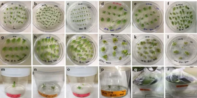 Fig. 4 (A) Phenotype of wild-type (WT) and transgenic lettuce plants. (B) Plant growth of shoot, root, and leaf length in WT and  transgenic lettuce lines