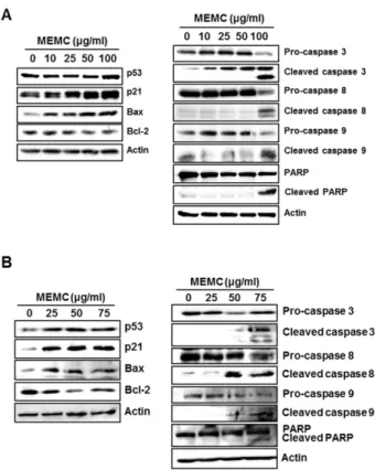 Fig. 4. Apoptotic morphological changes of A549 and HepG2 cells by MEMC. A549 (A) and HepG2 (B) cells were exposed to various concentrations of MEMC for 48 h