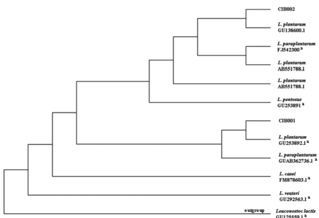 Fig. 3. Thin-layer chromatogram (A) and integrated density (B) of ethyl acetate-extracted 0.5% TDCA MRS broth