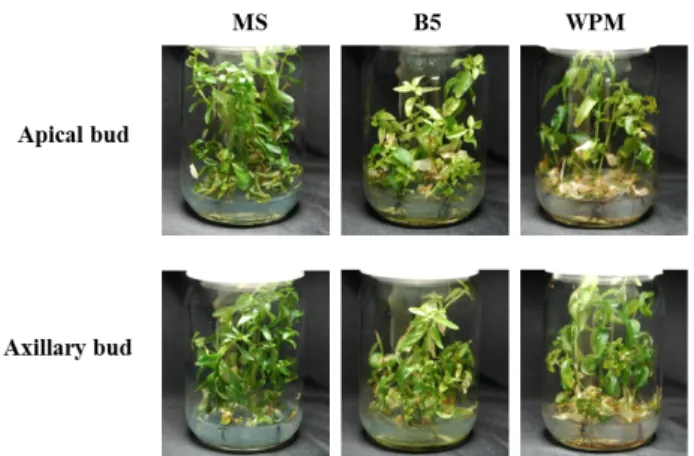 Fig. 2 Comparison of shoot induction and elongation by different  explant types on different kinds of media (MS, B5 and WPM)  without PGRs