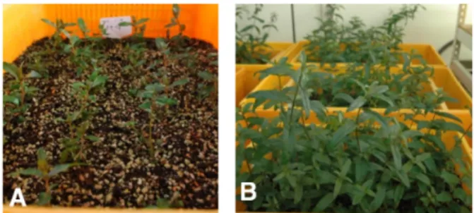 Fig. 4 Acclimatized plants in soil after 4 (A) and 8 (B) weeks  of transplanting 었으며 줄기의 길이가 30 cm 정도로 활력있게 생장하였다 (Fig