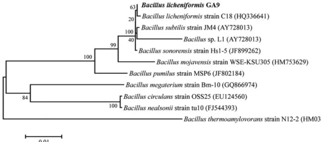 Fig. 1. Phylogenetic tree of isolate GA9 through 16S ribosomal DNA sequence homology.