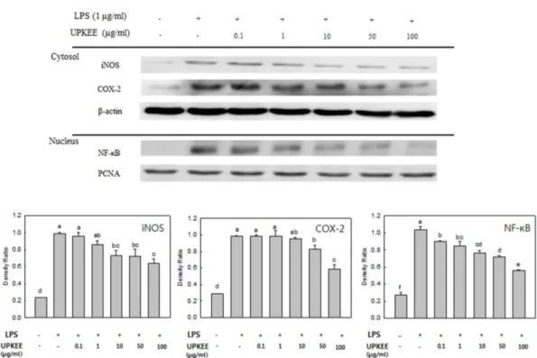 Fig. 4. Effect of  Ulva pertusa Kjellman ethanol extract (UPKEE) on LPS-induced iNOS, COX-2, and NF-κB p65 expression in LPS- LPS-induced RAW 246.7 cells