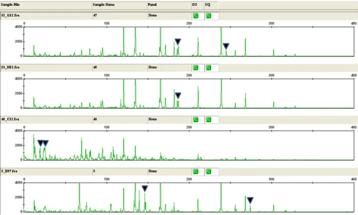 Fig. 1 Chromatogram of 4 representative accessions exhibiting allelic variations and size difference as marked in triangles (▼)