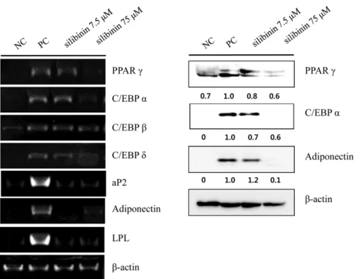 Fig. 3. Effect of silibinin on the mRNA expression of C/EBP β and C/EBPδ at the early stages of adipogenesis