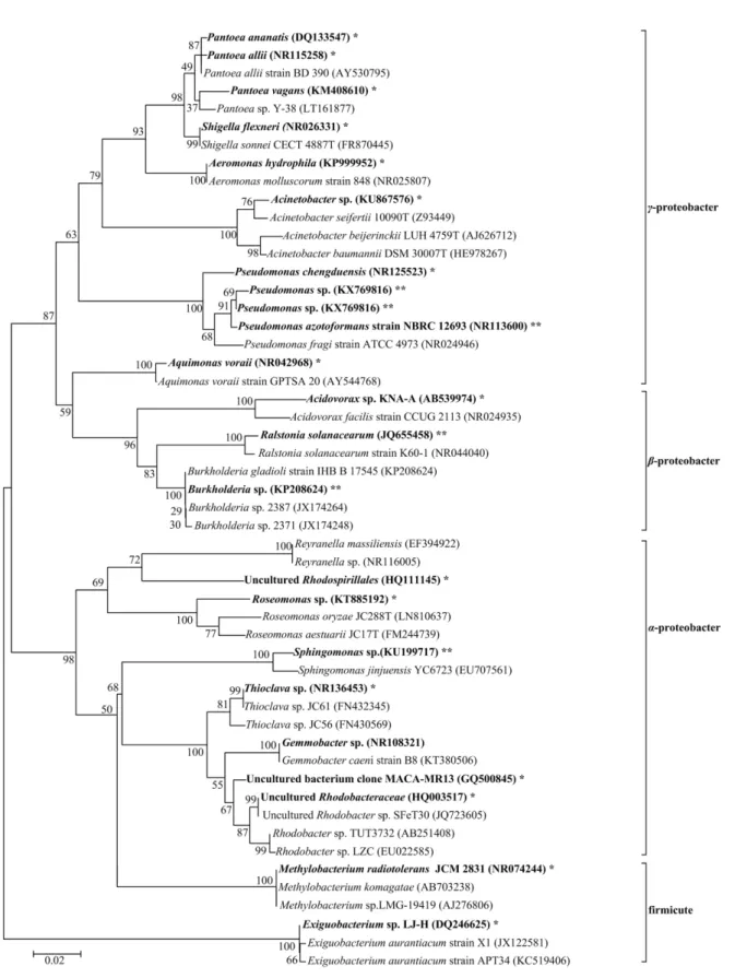 Fig. 3. Phylogenetic tree based on 16S rRNA gene sequence using the neighbor-joining methods showing the oriental tradi- tradi-tional post-fermented tea