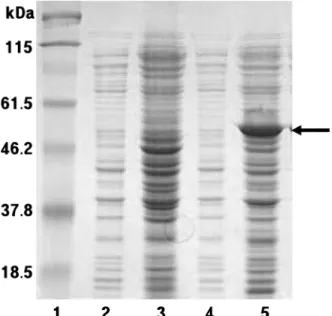 Fig. 2. SDS-PAGE of the purified recombinant  β-glucosidase in E. coli by liquid chromatography