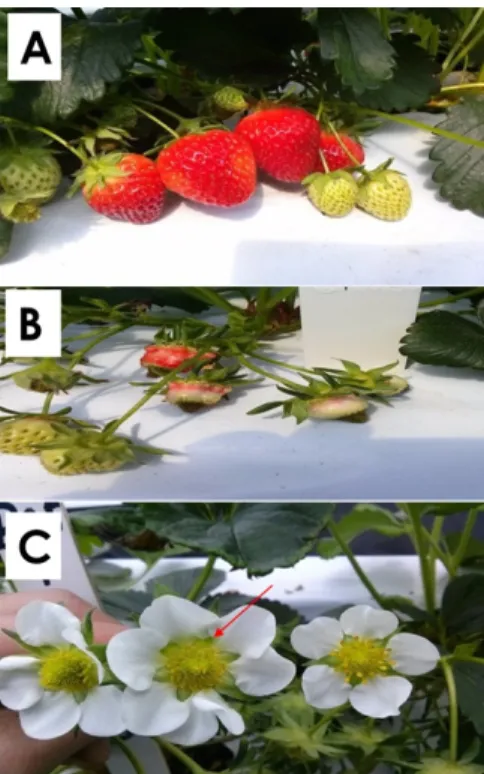 Fig. 3 Comparison between morphological and genetic variation rate of tissue cultured strawberry with respect to BA, CPPU and  TDZ treatment