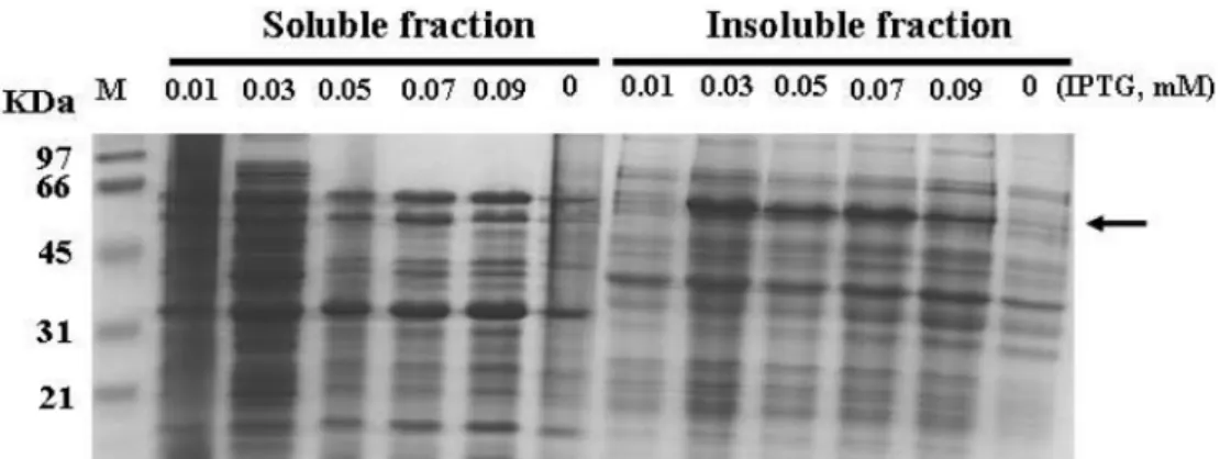 Fig. 2. SDS-PAGE analysis of the soluble (left) and insoluble (right) cellular protein prepared from E