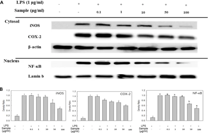Fig. 3. Effect of SPEE on LPS-induced iNOS, COX-2, and NF- κB p65 expression in RAW 246.7 cells