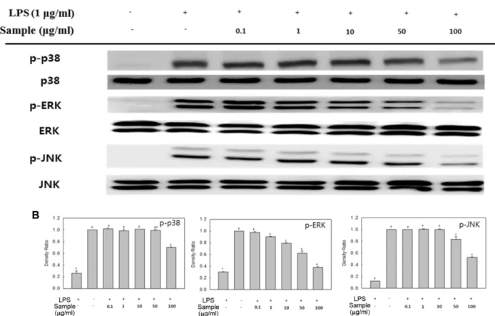 Fig. 4. Effect of SPEE on MAPKs expression in LPS-induced RAW 246.7 cells. The levels of p-p38, p-ERK, and p-JNK in the cytosolic protein were determined by western blot analysis (A)