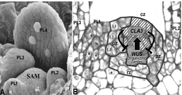 Fig. 8 Matue shoot apex of Arabidopsis thaliana.  A: Scanning electron micrograph of the shoot apical meristem (SAM) surrounded by  four leaf primordia (PL1, PL2, PL3, and PL4) (figure adapted from http://www.mun.ca/biology/desmid/brian/BIOL3530/DEVO_07/ch