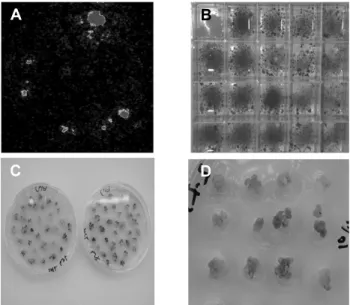 Fig. 1 Transient gene expression of luciferase and GUS gene in  transgenic  Alstroemeria 
