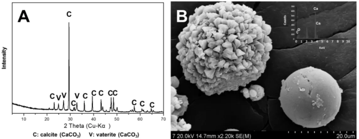 Fig. 6. X-ray diffraction analysis (A) and  SEM-EDS images (B) of carbonate minerals using microorganisms  enriched from shelfstone with a calcium source (Ca-lactate).