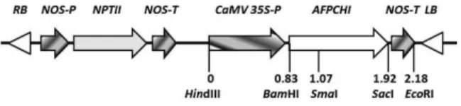 Fig. 1 Partial map of the plasmid used for melon transformation. 