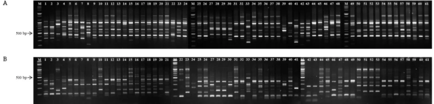 Fig. 1 Random amplified polymorphic DNA (RAPD) and sequence-related amplified polymorphism (SRAP) profiles of 61 kiwifruit  germplasms amplified using UBC600 primer (A) and me10/em13 primer combination (B), respectively