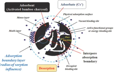 Fig. 1. Schematic of feasible Cs sorption sites for activated bamboo charcoal (modified from Tran et al., 2017).