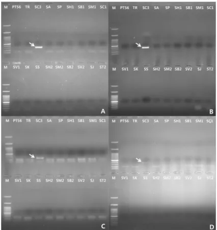 Fig. 5 PCR-based markers for the discrimination of S. chacoense from other Solanum species