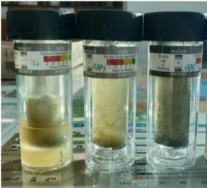 Fig. 11. SRB analysis results of the mine water and effluent of RAPS and SAPS using SRB test kits, showing that SRB is the most active in SAPS.
