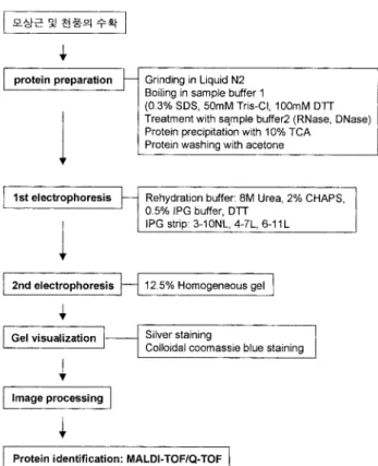 Figure 1. Schematic illustration of the sample preparation and two- two-dimensional electrophoresis of ginseng proteome.