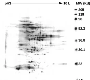 Figure 2. 2-DE of hairy root (KGHR8) proteome prepared by homogenization method. First dimension: IEF with IPG 3-10.