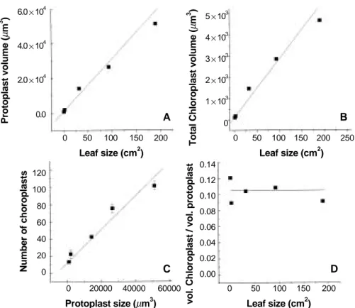 Figure 3. The relationship among leaf size, protoplast size, and protoplast number and the ratio of total chloroplast volume to protoplast volume in tobacco grown for 2 months in growth chamber at 25±1℃