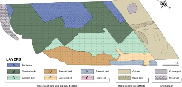 Fig. 1. Classification of sedimentary lithofacies in the studied fossil site. The bird tracks were omitted to illustrate sedimentary structure (Lee  et al., 2019).