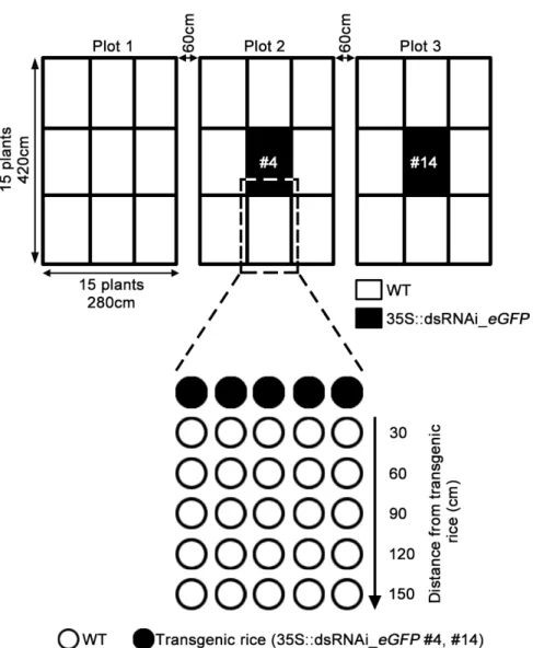 Fig. 5 Schematic representation of experimental design for the test of non-target effects of 35S::dsRNAi_eGFP rice