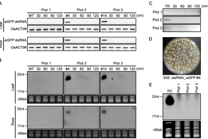 Fig. 6 Verification of non-target effects of 35S::dsRNAi_eGFP plants. (A, B) Detection of transfer of eGFP dsRNA (A) and its  derivative siRNAs (B) from 35S::dsRNAi_eGFP plants to neighboring WT plants by using RT-PCR and small RNA northern blot,  respecti