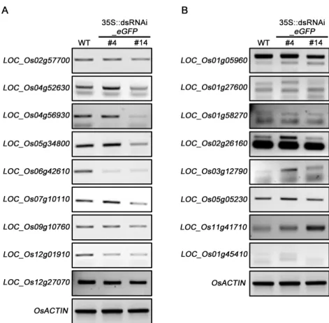 Fig. 3 Expression patterns of predicted off-target candidates in 35S::dsRNAi_eGFP transgenic rice