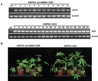 Fig. 3 RT-PCR analysis of transgenic cassava plants expressing  IbOr under the control of the SWPA2  promoter (SWPA2::IbOr)