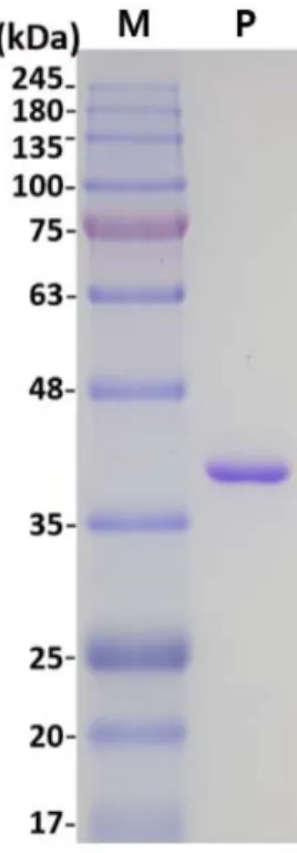 Fig. 6. pH and temperature profiles for activity and stability of the purified HtIolG