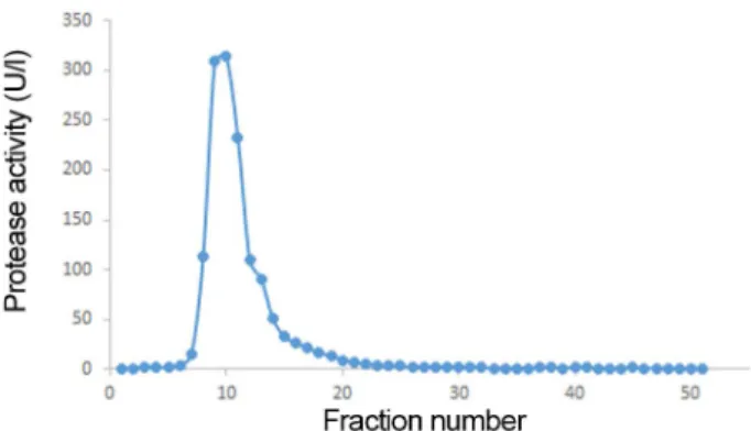 Fig. 1. Protease activity after gradient precipitation of cell broth of  Janthinobacterium sp..