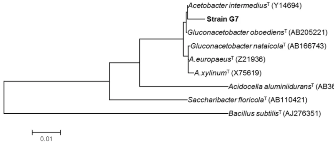 Fig. 2. Phylogenetic tree based on 16S rRNA gene sequences constructed by the neighbor-joining method