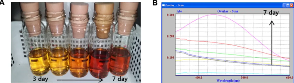 Fig. 4. FT-IR spectrum (A) and X-ray diffraction profile (B) of BC produced by Acetobacter intermedius G7