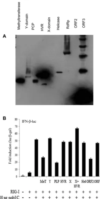 Fig. 1. HEV proteins inhibits RIG-I-mediated induction of type I interferon. (A) Plasmids, encoding each HEV gene, were transfected into HEK293T cells