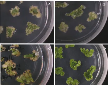 Table 2 Composition of the medium used for callus induction  (CI) and adventitious shoot regeneration (RE) for tissue culture  of  H