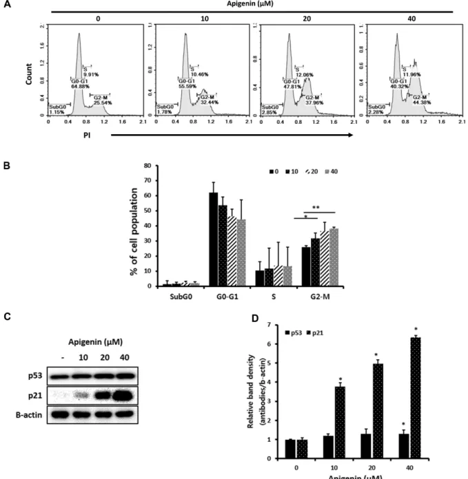 Fig. 2. Effect of apigenin on cell cycle regulation, p53 and p21 in MDA-MB-231. MDA-MB-231 cells were plated in 6-well bottom plate with a density of 5 × 10 5  cells per well and cultured with or without apigenin (0, 10, 20, and 40  µM) for 24 h