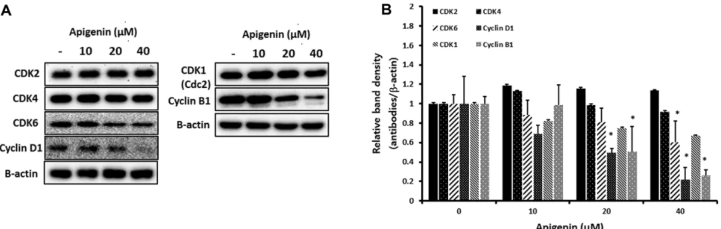 Fig. 2C and 2D shows that the expression of p21 pro- pro-tein is significantly upregulated as the concentration of apigenin increases (Figs