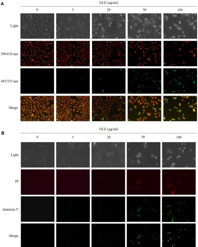 Fig. 3. (A) Cell Δ Ψm dissipation induced by GLE. Cell ΔΨ mdissipation induced by GLE