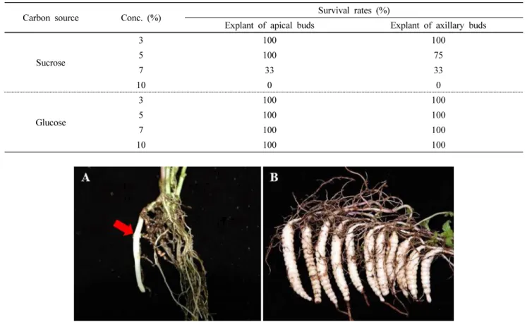 Fig. 6 Development of thickening roots after acclimatization. (A): thickening roots developed from lateral roots after 60 days, (B): 