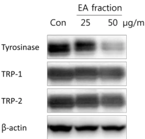 Fig. 5. Effects of EA fraction isolated from P. amphibium L. on melanogenesis in zebrafish