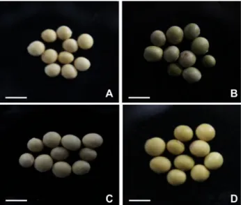 Fig. 1  Plant  materials  used  for  this  study.  A:  GB1;  B:  GB48; 