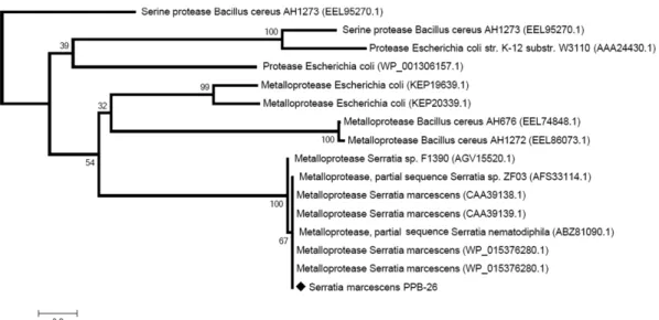 Fig. 3. Jalview alignment of N-terminal sequence of protease of  S. marcescens PPB-26 with Serratia metalloprotease (gi 157833779, gi 3114529, gi 1431808, gi 418205677, gi 167487383, gi 672090854, gi 157833854, gi 218198433, gi 47591).