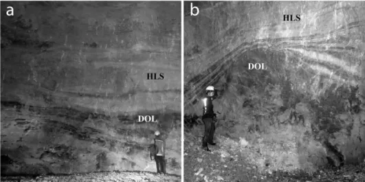 Fig. 4. Occurrences of upper zone of the Daegi Formation in the adit of GMI mine. HLS: high-purity limestone, DOL: