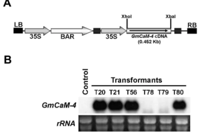 Fig. 1 Identification of GmCaM-4 expression in transgenic potato  plants. (A) Schematic representation of a binary vector that contains  the  GmCaM-4 used for transformation