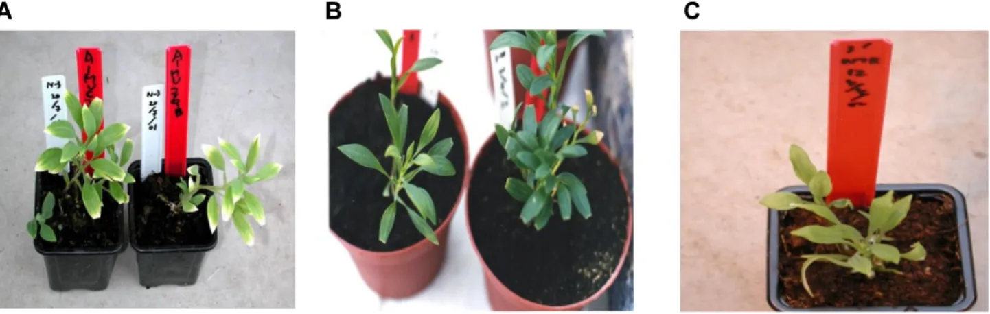Fig. 3 Corresponding photographs to the level of morphology evaluation 6 weeks after inoculation (A: inoculated control, B: 