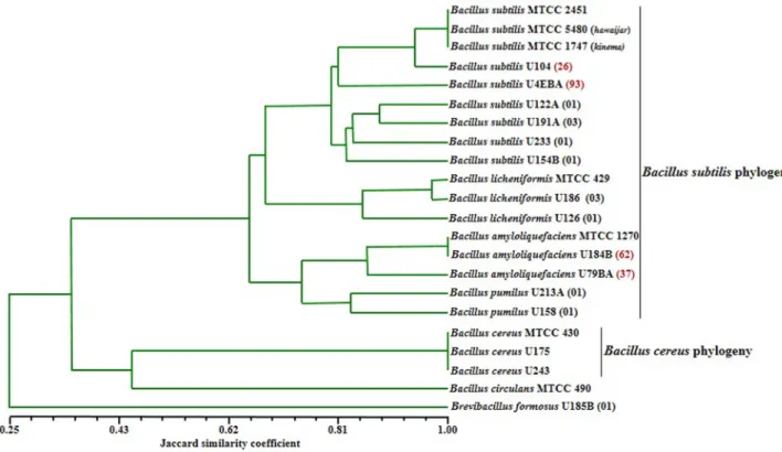 Fig. 1. Dendrogram based on UPGMA clustering of Jaccard similarity coefficient (Sj) of normalized combined ITS-PCR and ITS-PCR-RFLP fingerprint patterns of  Bacillus species isolated from iru and reference strains.