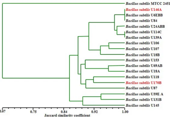 Fig. 2. Dendrogram based on UPGMA clustering of Jaccard similarity coefficient (Sj) of normalized ITS-PCR, ITS-PCRRFLP M13 RAPD-PCR finger-prints of divergent  B